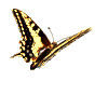 schmetterling animierte-bilder-gif